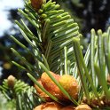 Abies alba fleur